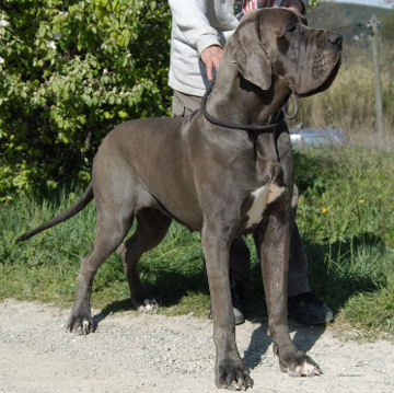 Hanindita de la Benjamine