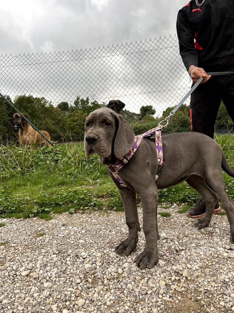 de la Benjamine - Chiots disponibles - Dogue allemand