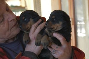 Chiot Berger de Beauce de la Benjamine